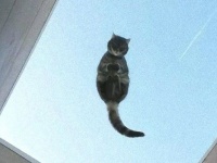 香箱の下もすべて見せます！ガラスの上の猫たちを下から見上げたらこうなった