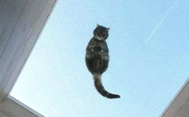 香箱の下もすべて見せます！ガラスの上の猫たちを下から見上げたらこうなった