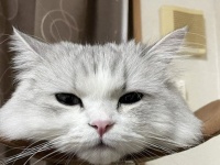 摩訶不思議な「チェシャ猫」実在していた！？　首だけニャンコに8.1万人驚がく