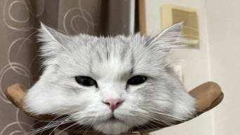 摩訶不思議な「チェシャ猫」実在していた！？　首だけニャンコに8.1万人驚がく
