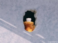 壁穴からモフモフのクマの手で提供。障がい者雇用を生み出すユニークな非対面式カフェ