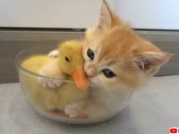 アヒルさんも一緒に溶けよう。小さな器の中で一緒にいたい子猫のギュゥ