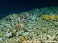 うれしいニュース。ガラパゴス諸島の深海で未知のサンゴ礁を発見