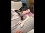 赤ちゃんがいるご主人様のお腹を愛おしそうにスリスリするワンちゃん♪
