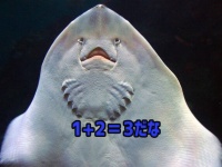 魚だって計算できる。エイとシクリッドは足し算と引き算ができることが判明