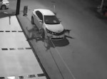 文明への反抗？　車を襲う野犬の集団が監視カメラに映りこむ