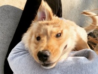 頭の真ん中に耳がひとつ、それでも元気に育っているゴールデン・レトリバーの子犬