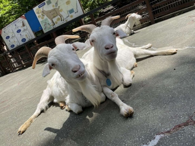 日向ぼっこ中の源太くん(左)とピックくん(右)(写真は千葉市動物公園提供)