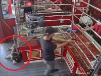 番犬役を期待されていたハスキー、宝石店を武装強盗が襲う模擬訓練中、完全スルーで眠り続ける