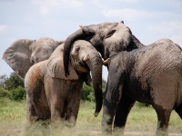 ゾウはすごく人間に近い生き物である。人間に似た特性があり個性が豊か（フィンランド研究）