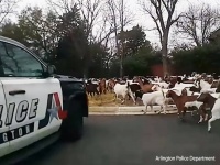 ちょっと通りすぎ！200頭のヤギが脱走し住宅地を徘徊、警察が交通整理にてんてこまい