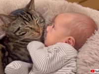 愛猫「弟のお世話は任せるニャ！」赤ちゃんに寄り添って見守ってくれる、優しい優しいお兄ちゃん猫