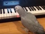 意外と上手！　鍵盤が光るピアノを弾くインコ。