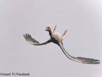 この違和感の正体は？顔はそのままで上下逆さま、背面飛行をしている不思議な鳥の飛び方が目撃される