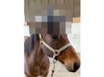 馬の耳に〇〇をつけたらこんなに可愛らしくなった…！