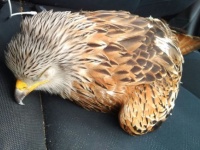 路上で傷ついた野鳥を発見し保護。すごく希少な「アカトビ」だったことが判明（イギリス）