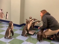 小学生っぽい！ペンギンたちの体重測定がはじまるよ！