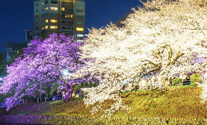 美しい「2色の夜桜」見ごろ迎える　福岡・舞鶴公園のライトアップが幻想的