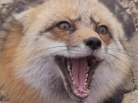 みゃあみゃあ、オヤツをちょうだいな！保護狐、まるで猫みたいな鳴き声でおねだりする