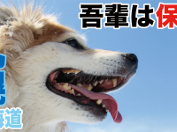 一般社団法人 保護犬のわんこのプレスリリース画像