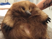 太りすぎてクリーチャーと化してしまったハリモグラが救助される（オーストラリア）