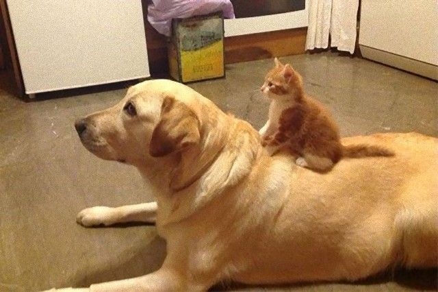catndogcute1_e
