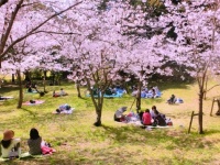 楽しいお花見で太るのは嫌！
