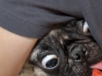 スイカ食べてると現れる〝妖怪パグ〟に1.5万人夢中　「怖くてかわいい」「表情良すぎ」