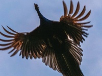 まさか鳳凰降臨？　寺院の上を羽ばたく姿に騒然「火の鳥すぎる」「惚れ惚れする美しさ」