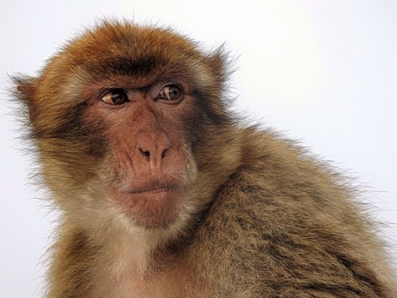 サルの脳にヒトの遺伝子を移植し認知機能を進化させる実験が行われる（中国研究）