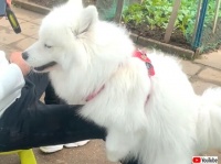 愛犬の「私には私のルールがあるの！」ときどき理解不能な行動をとるサモエド犬のマヤさん