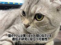 猫のゲノムは驚くほど人間に似ている。謎のDNA配列「ダークマター」の解明に猫が役立つ可能性