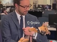 かわいい放送事故。テレビ放送中にニュースキャスターの腕に抱かれてスヤスヤ寝る子犬