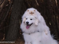 不機嫌顔の猫と笑顔満面の犬のナイスコンビ。白い2匹が溶けて交じり合うハッピーライフ