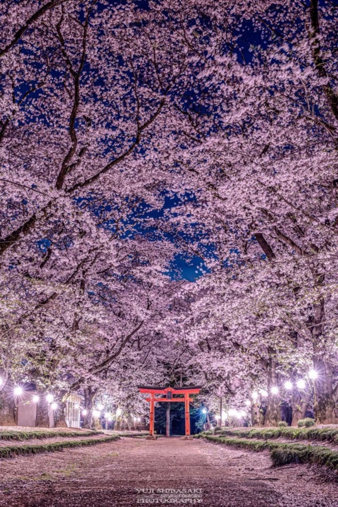 桜のピンクと鳥居の朱色のマリアージュ（画像はYuji Shibasaki＠Yuji_48さんの投稿より）