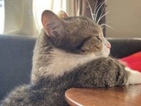 子猫の持つ癒しのパワーは無限大！ヒーリングキャットたちのキュート過ぎる写真集をお楽しみください