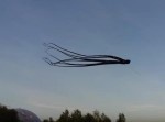 空を泳いでいるよう！？　本物のタコのようなタコ！