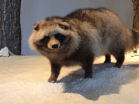 「ラグビー」「白菜」「狸」「三十三才」と言えば？　ピンときたら風流人！―冬の季語