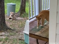 前の住人に置き去りにされた犬と猫、新たな家の購入者に家族として迎え入れられる