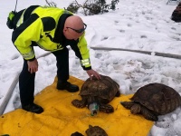 亀の飼育小屋で火災が発生、消防士が小さな酸素マスクで亀の命を救う（アメリカ）