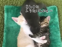 チームの中心はオレだから！仲良く眠る2匹の子猫の間にムギュっと入り込もうとする子猫