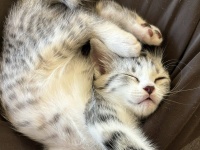 「猫は液体」とは言うけれど...　いくらなんでも柔らかすぎる子猫に2.3万人とろけ顔
