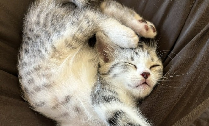 「猫は液体」とは言うけれど...　いくらなんでも柔らかすぎる子猫に2.3万人とろけ顔