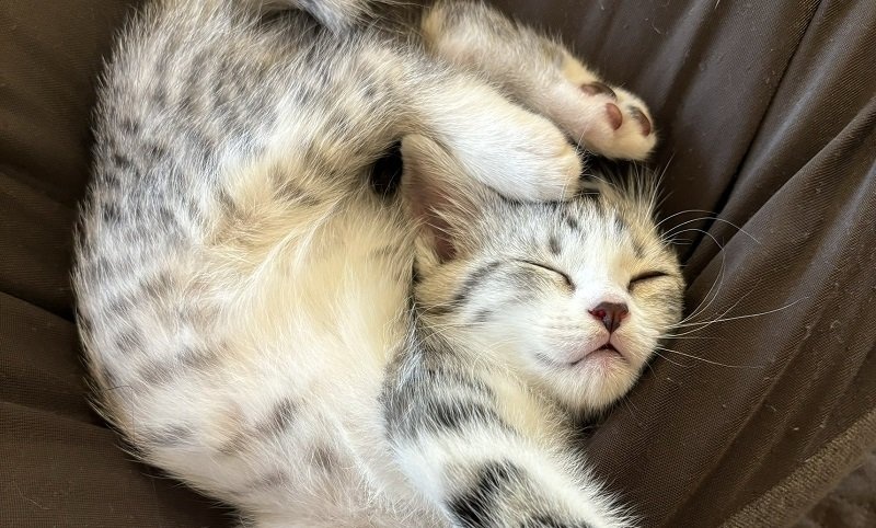 「猫は液体」とは言うけれど...　いくらなんでも柔らかすぎる子猫に2.3万人とろけ顔