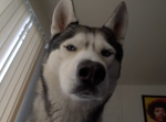 毎朝目覚まし時計のような正確さで起こしてくれる強面のハスキー犬が可愛い…。