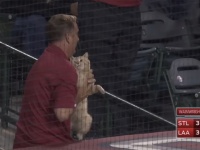 メジャーリーグの試合中にニャンコが乱入！「可愛すぎる」と試合以上に大盛り上がり