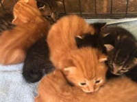 木を切ってたら猫の鳴き声が…林の中にいた子猫ズ、素敵な人のおかげで無事家族が決まる