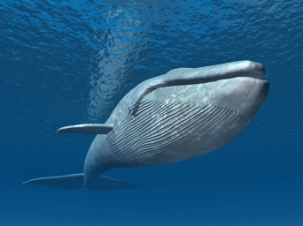 世界最大種のシロナガスクジラ、お尻の穴はどれくらい大きいのだろう？