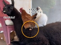 ここで産ませてもらいますよ。ラマの背中に卵を産み落としたニワトリ