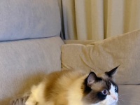 深夜2時、リビングから聞こえた〝謎の音〟　正体を確かめに行くと...まさかの状況に3.4万人驚がく